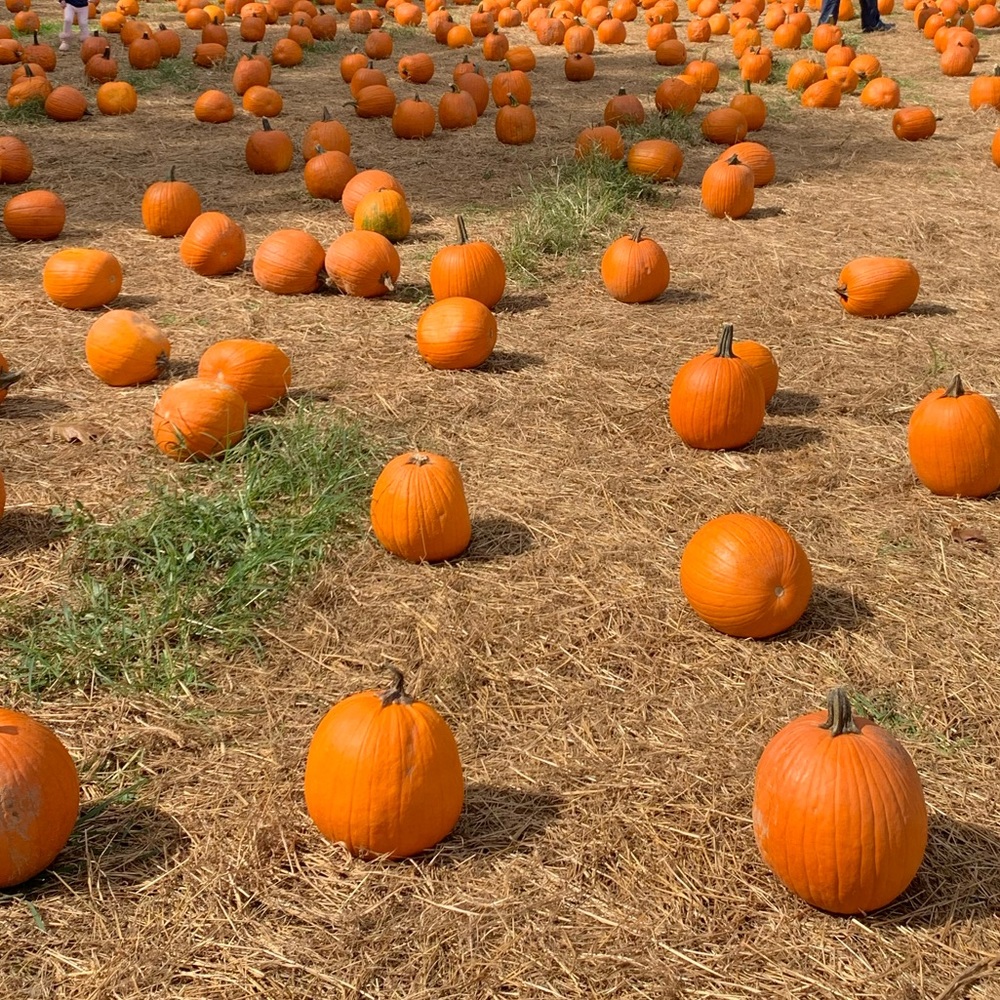 Meet your Posher, Krista